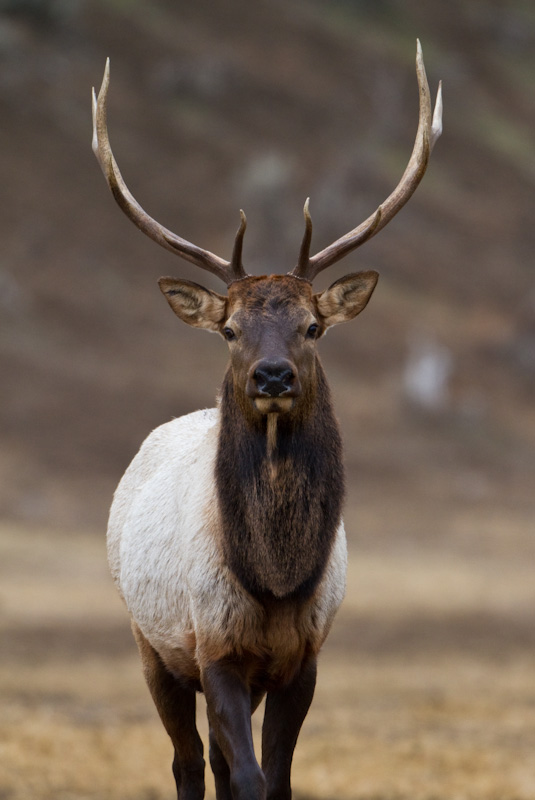 Elk